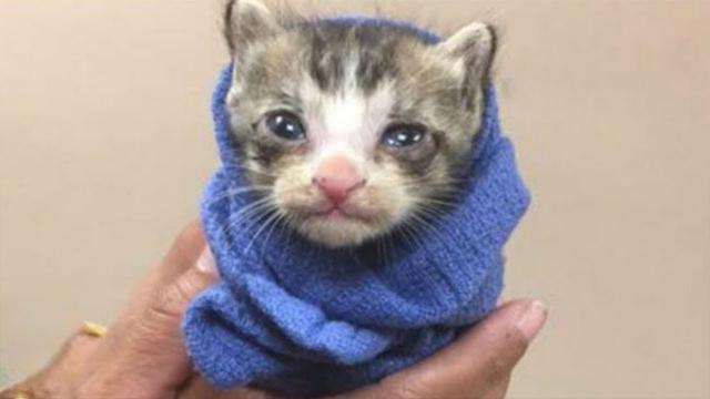Woman Adopts Stray Kitten That Won't Stop Crying, What She Discovers Next Makes Her Burst Into Tears