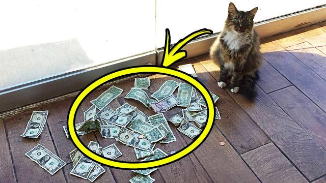 Cat brought a lot of money every day! People were shocked to learn where he got it from!