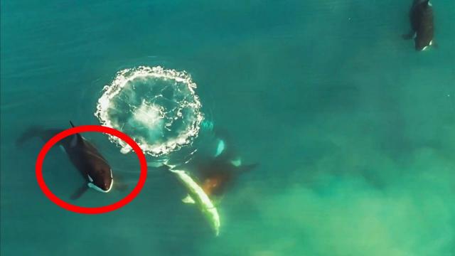 Orcas stalk and kill great white sharks in drone footage never seen before