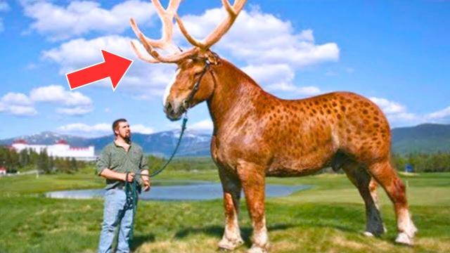 Man Finds Huge Horse With Antlers, Turns Pale When Finding Out What It Is