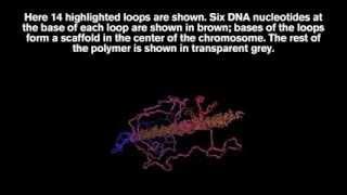 Solving chromosomes' structure