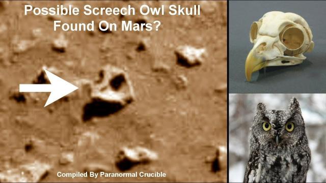 Possible Screech Owl Skull Found On Mars?