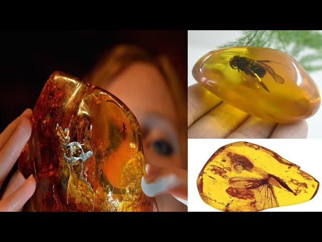 100 Million Year Old Discovery in Amber Fossil