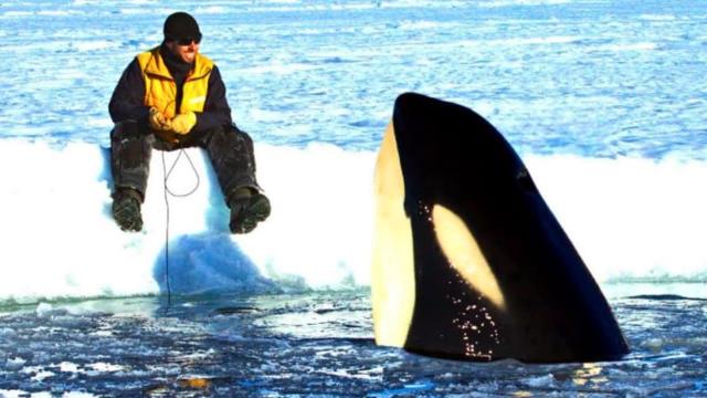 Killer Whale Keeps Asking Researcher For "Help" - Then The Animal Does Something Unexpected