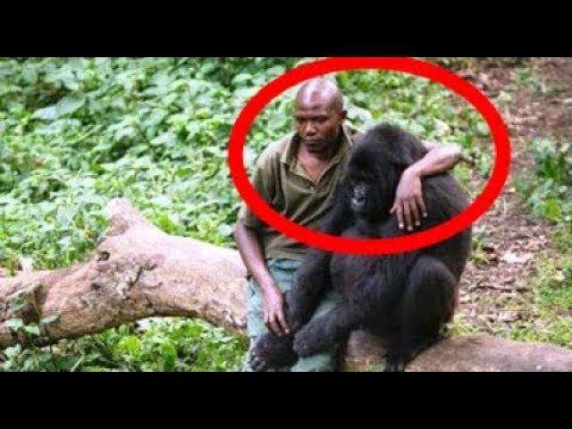 This Fearless Man Comforts A Gorilla Who Just Lost Her Dear Mom…