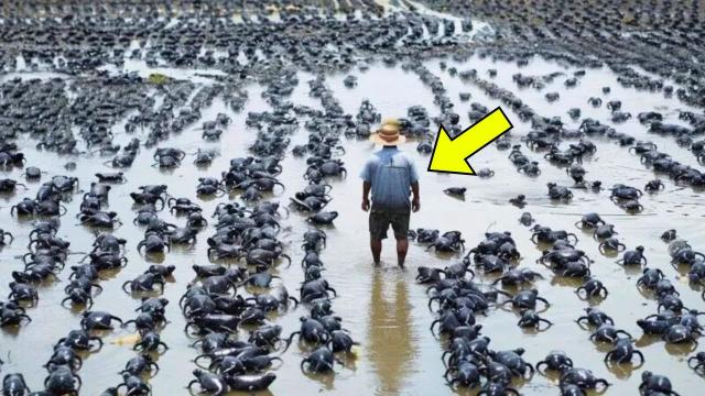 Farmer Finds His Land Covered in Strange Black Objects — Then Expert Says, “Get Out, Now!”