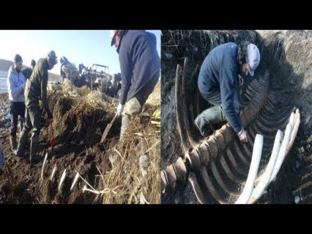 Remains Of A Gigantic And Mysterious Creature Found Buried Under A Siberian Beach