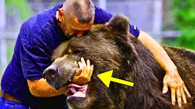 Crying Bear Begs Man For Help - He Turns Pale When Realizing Why