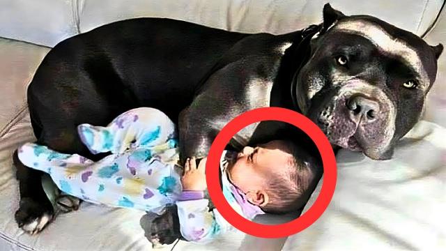 Dog Refuses To Let Baby Sleep Alone, Parents Find Out Why And Call The Police!