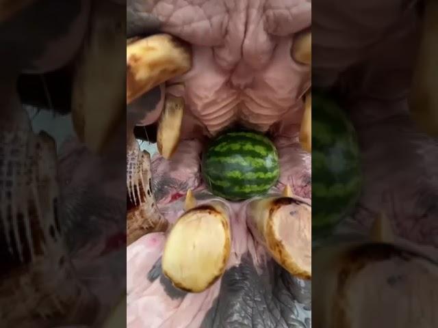 hippos eat watermelon