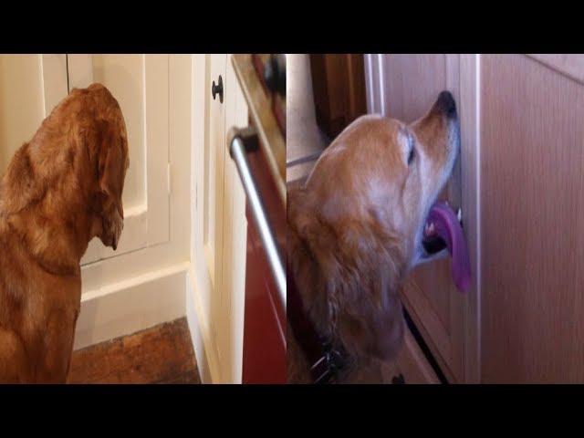 Their Dog Acting Strangely After Moved Into Their New Home