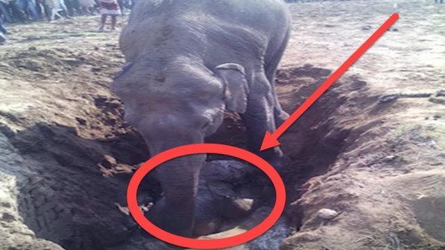 Elephant Digs A Hole For 11 Hours, What She Pulls Out… OMG