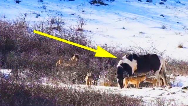 Wild Horse Is Constantly Being Seen with Wolves - Then the Hunter Discovers the Shocking Truth
