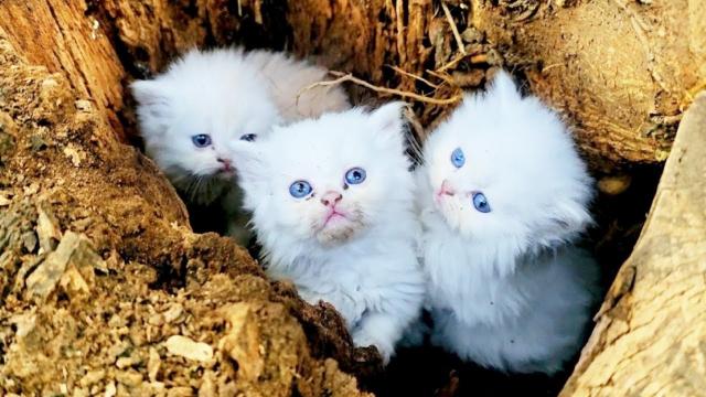 Woman Finds Three Kittens In A Ditch. She Calls For Help When She Discovers This