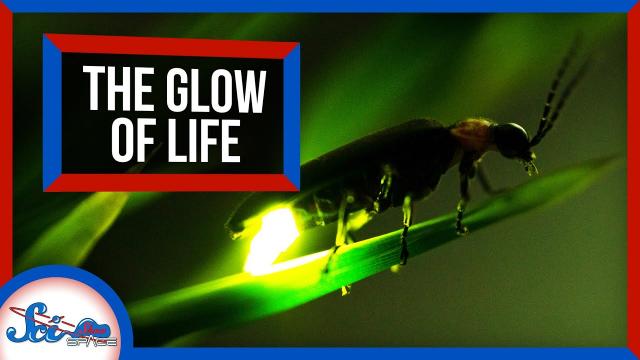 The Glow of Life | Great Minds: Emmett Chappelle