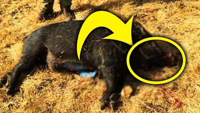 They Thought It Was A Normal Feral Pig Until They Cut It Open
