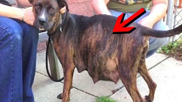 Dog Refuses To Give Birth, Vet Sees Ultrasound And Instantly Pulls Out Phone