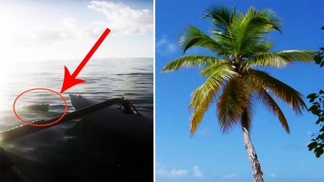 Kayaker Is Miles Away From Land When He Spots A Mysterious Shape Bobbing In The Water