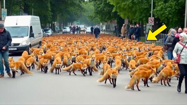A Mysterious Horde Of Foxes Walked Through Town—What Happened Next Had People Running