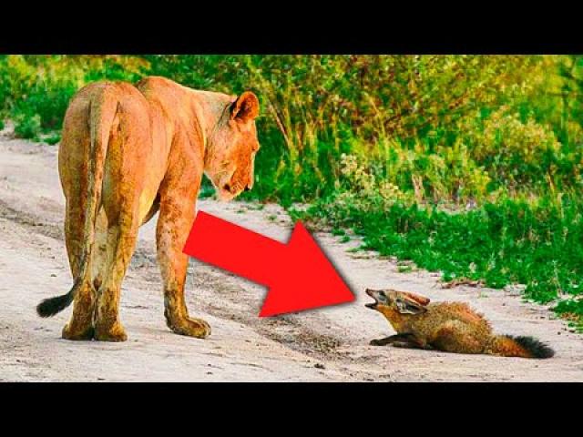 When A Lion Family Caught An Injured Fox The Most Unexpected Just happened