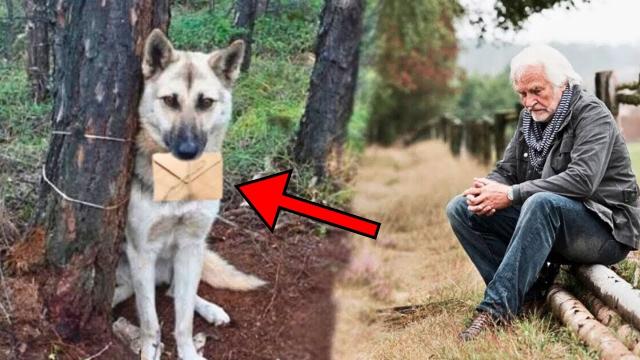 Man Finds His Lost Dog With Letter Around Its Neck. His World Collapses When He Reads It
