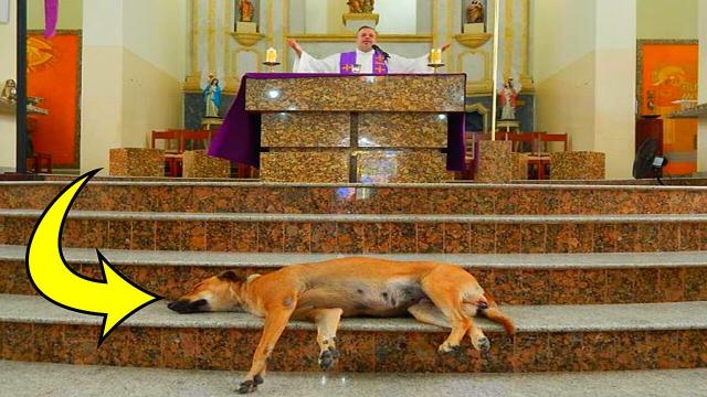Why Did A Stray Dog Join This Priest On the Altar During Mass?