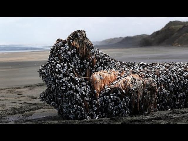 Mysterious object that washed up on New Zealand beach