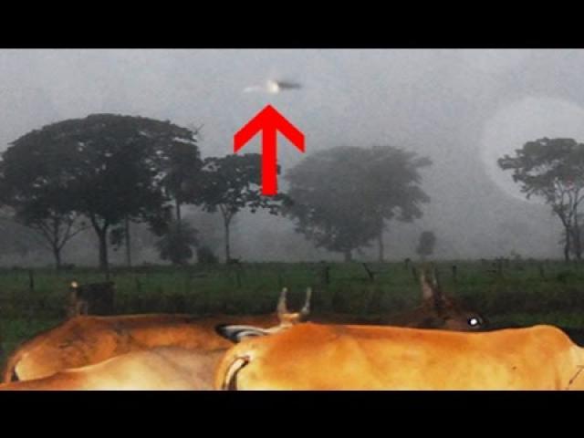 UFO Stalking Cows On A Farm? Venezuelan UFO MYSTERY Cases Uncovered