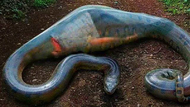 Workers Make Shocking Discovery After Capturing Giant Snake - What They Found Inside Unbelievable