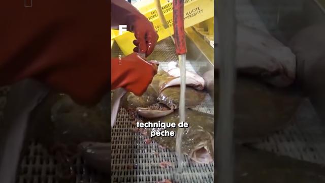 Le désastre écologique de la pêche industrielle ! ????????????