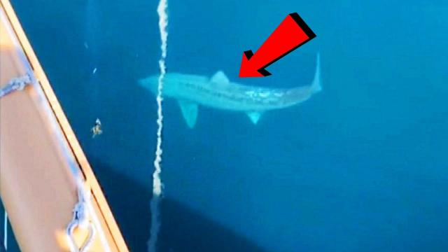 50-foot ‘Megalodon’ detected in Atlantic Ocean leaves scientists flabbergasted