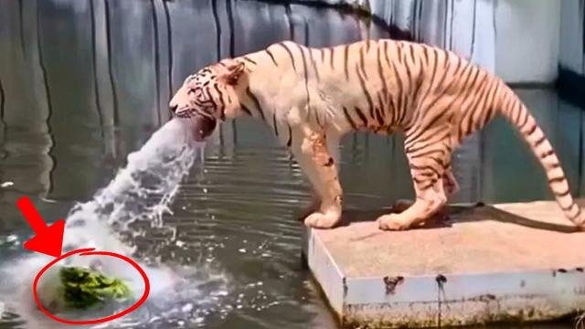 Tiger Becomes Sick After Moving To A New Zoo - Then The ZooKeeper Bursts Down In Tears