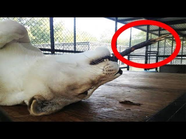 Sad Lioness’s Life Completely Changes After This One Fateful Moment