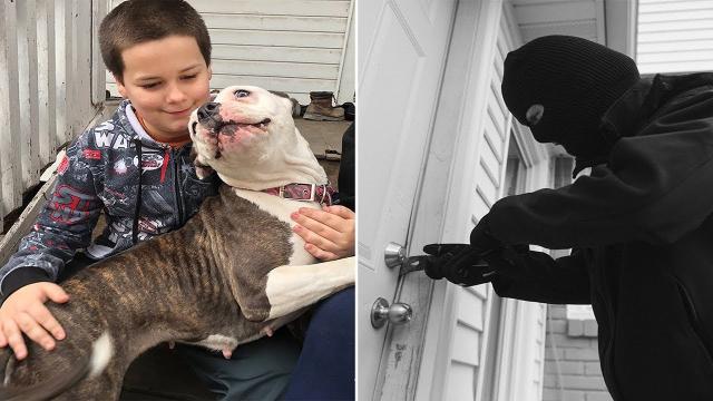 This Boy Says A Burglar Broke In And Pursued Him Upstairs, But Then His Pit Bull Sprang Into Attack