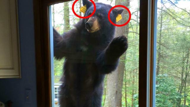 A bear knocks at his window every morning. One day he decides to follow him