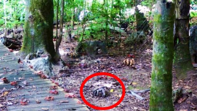 Man Grabs Crab Before Realizing What It Really Is