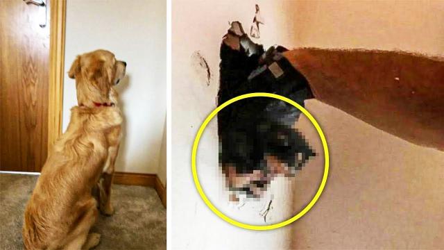 Man installs camera after dog stares at a spot on the wall for days and finds out why he does it