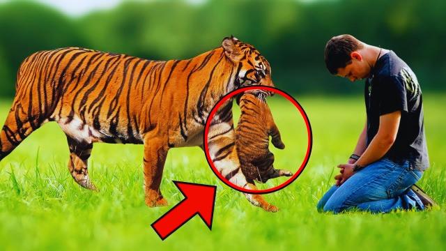 Tigress Gave Her Cubs to This Man, What He Did Next Shocked The World
