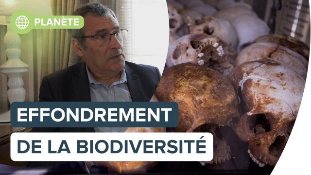 Effondrement de la biodiversité : l’humanité y survivra-t-elle ? | Futura