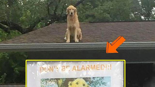 Concerned Citizens Spot Dog On Roof, Find Unexpected Note On Door