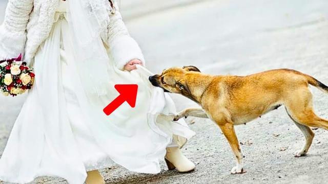 Dog Tries To Warn Bride Before Wedding - Then This Happens !