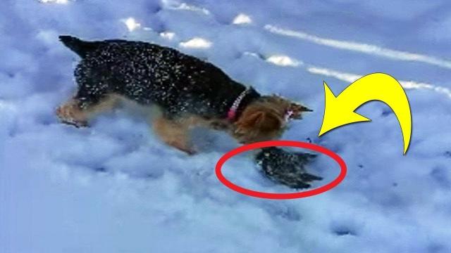 This Dog Found A Tiny Animal Frozen In The Snow. Then Her Owner Told Her To Get Away From It