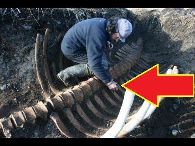 Remains Of A Gigantic And Mysterious Creature Found Buried Under A Siberian Beach