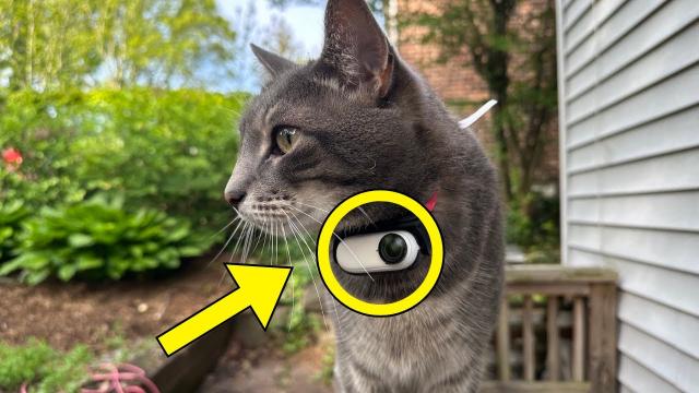 Cat Comes Home With Camera Collar - When They See The Footage, They Call The Police
