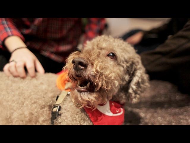 Puppy Love: Welcome to the MIT Puppy Lab