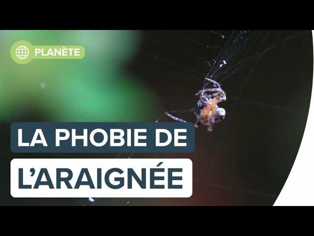 Peur des araignées : pourquoi cette phobie ?