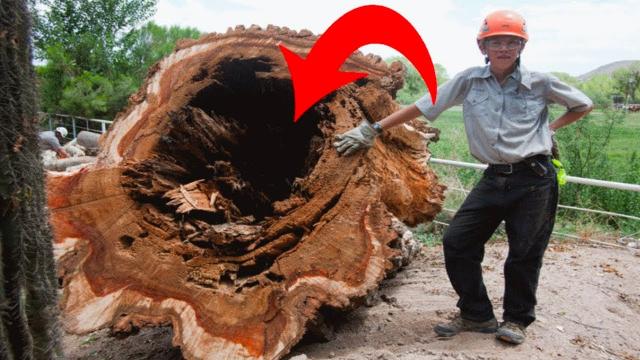 Loggers cut down tree that contained surprising find inside