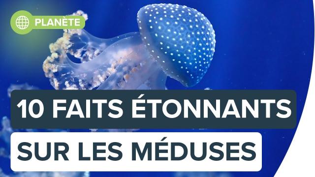 10 choses étonnantes sur les méduses | Futura