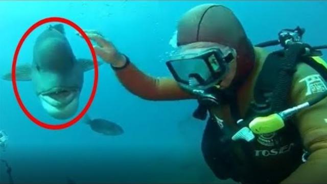 When This Diver Strikes A Sunken Shrine, A Truly Bizarre Friend Appears Out Of The Blue..