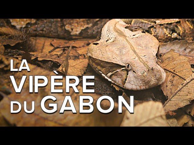 Interview : la vipère du Gabon championne du camouflage